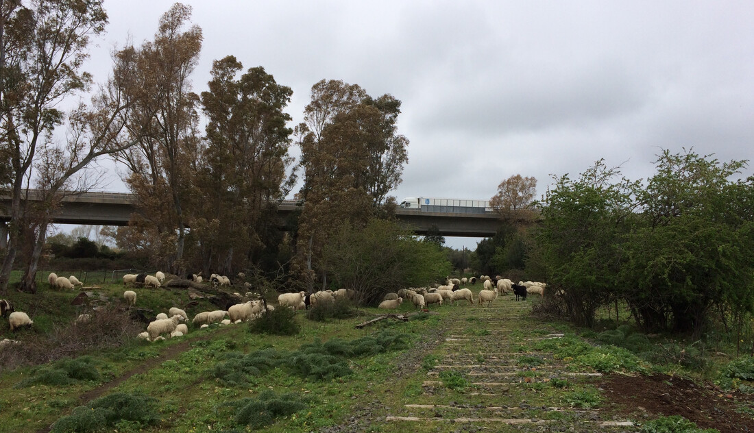 Sheep grazing near a viaduct